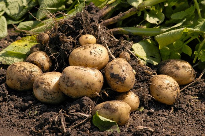 Cultiver des pommes de terre selon la technologie néerlandaise dans leur chalet d'été