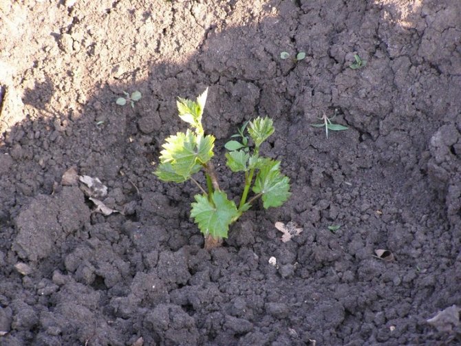 Planter et cultiver des raisins Kesha