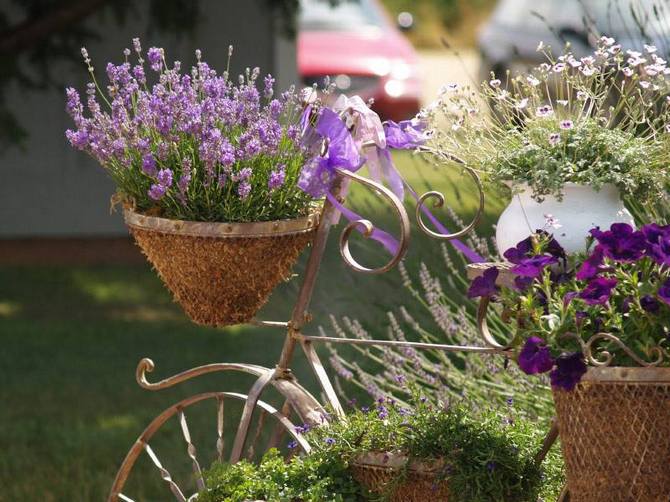 Le parfum relaxant de la lavande est utilisé dans les séances d'aromathérapie.