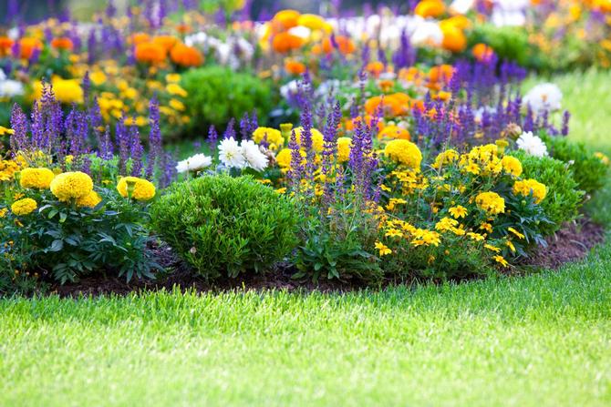 Les plantes vivaces les plus populaires qui peuvent résister aux froids hivernaux à l'extérieur