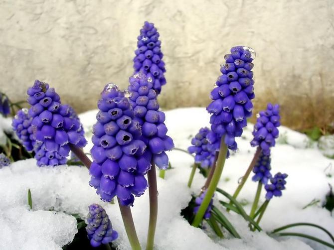 Règles de base pour l'entretien des plantes vivaces