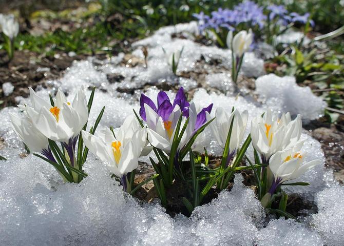 Vivaces hivernant à l'extérieur: une liste des variétés les plus populaires. Description, photo