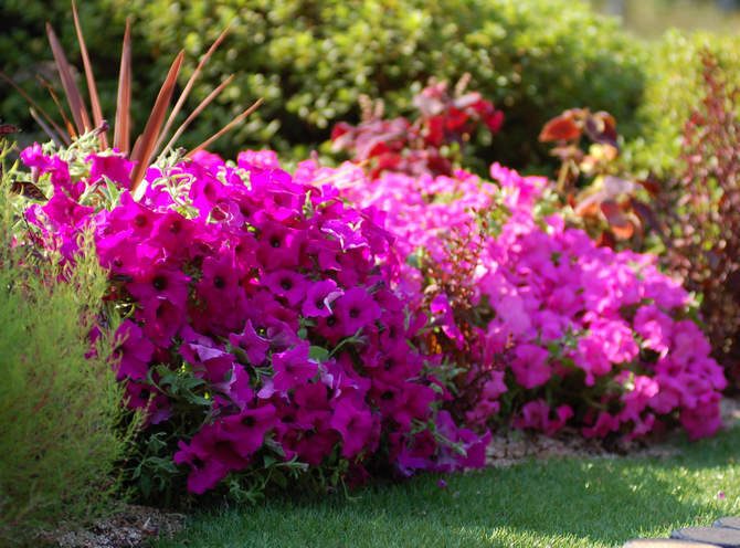 Plantes à fleurs annuelles à faible croissance