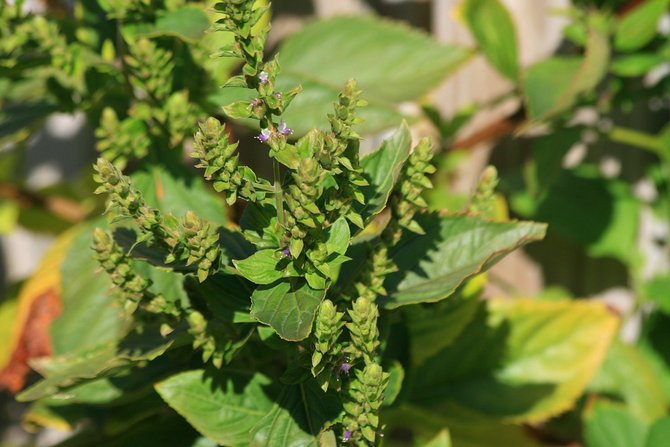 L'ancienne plante de patchouli ressemble à un buisson luxuriant et dégage un arôme unique.