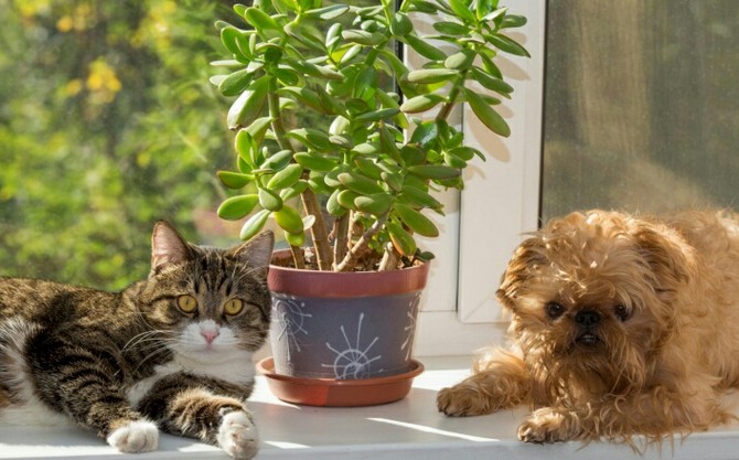 Conseils pour protéger les plantes d'intérieur des animaux