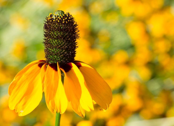 Rudbeckia enveloppant