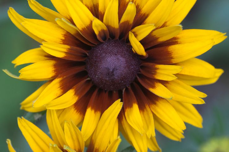 Rudbeckia bicolore