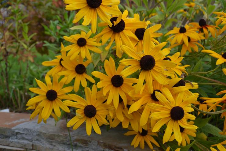 Différences entre la rudbeckia et l'échinacée