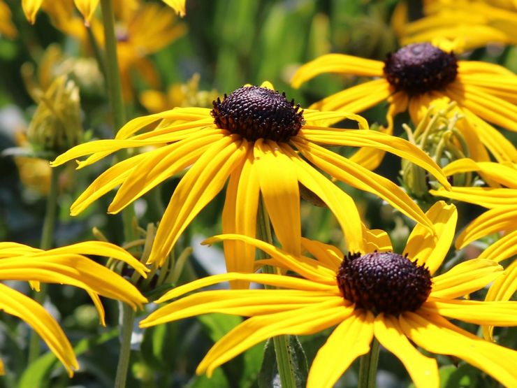 Rudbeckia brillant ou radieux