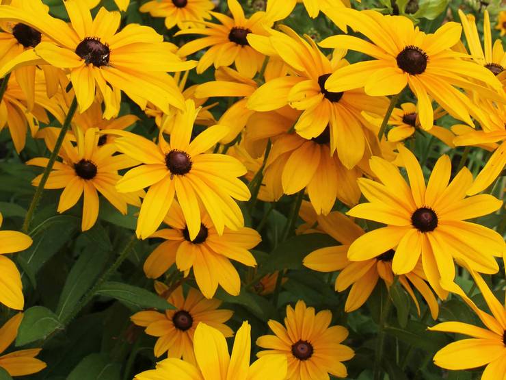 Rudbeckia poilue