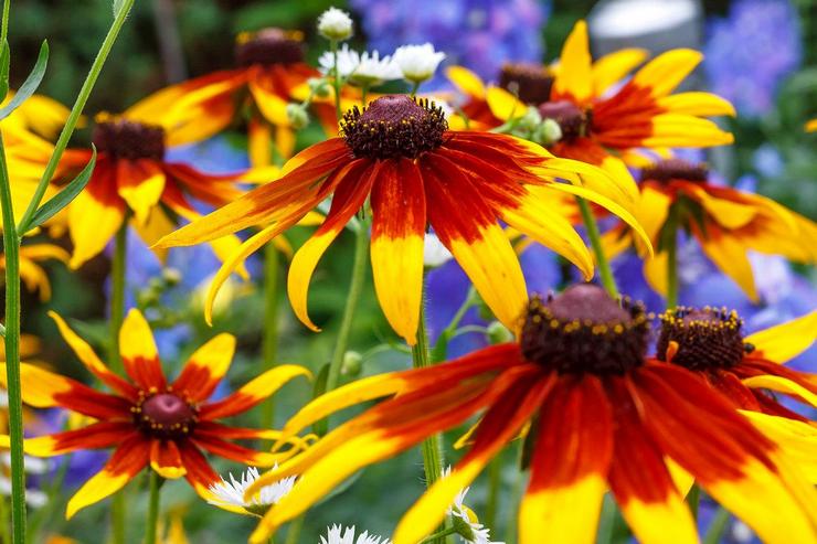 Rudbeckia hybride