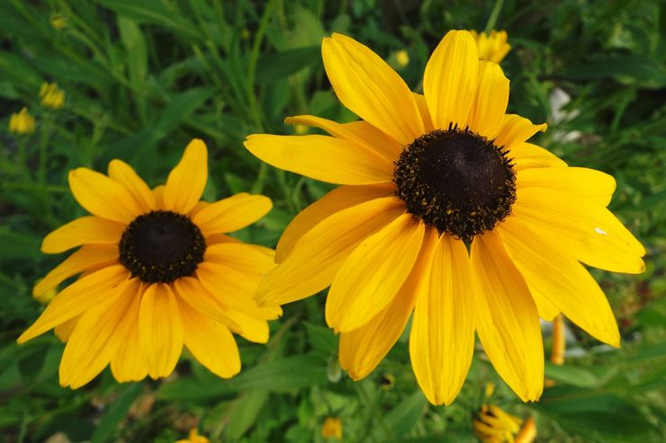 Rudbeckia géant