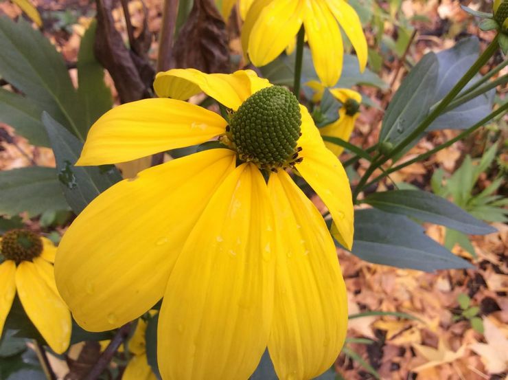 Rudbeckia brillant