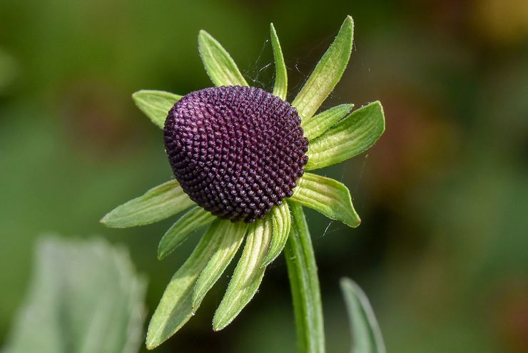 Rudbeckia de l'Ouest