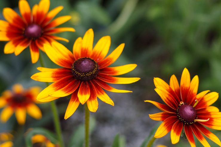 Description de Rudbeckia