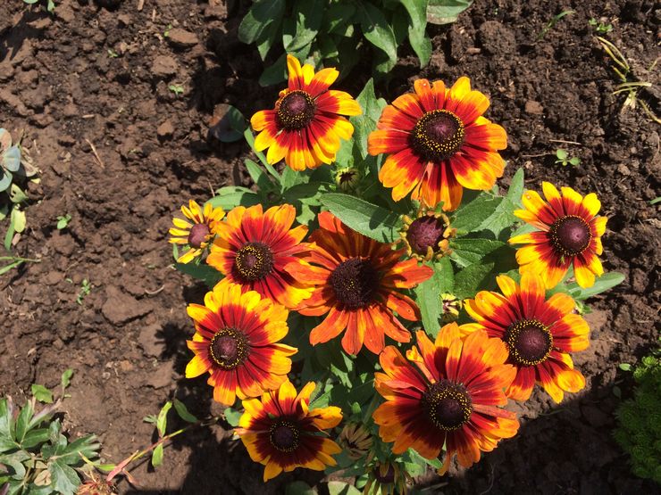 Plantation de rudbeckia en pleine terre