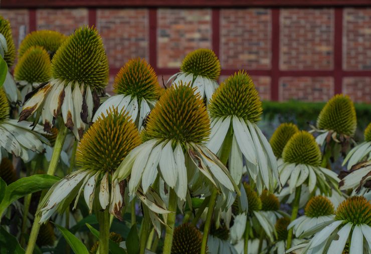 Rudbeckia après la floraison