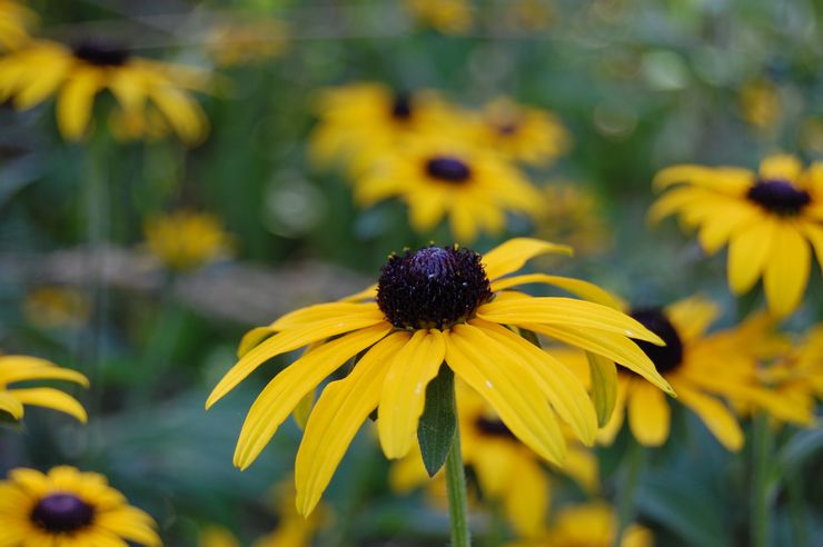 Rudbeckia est belle ou belle