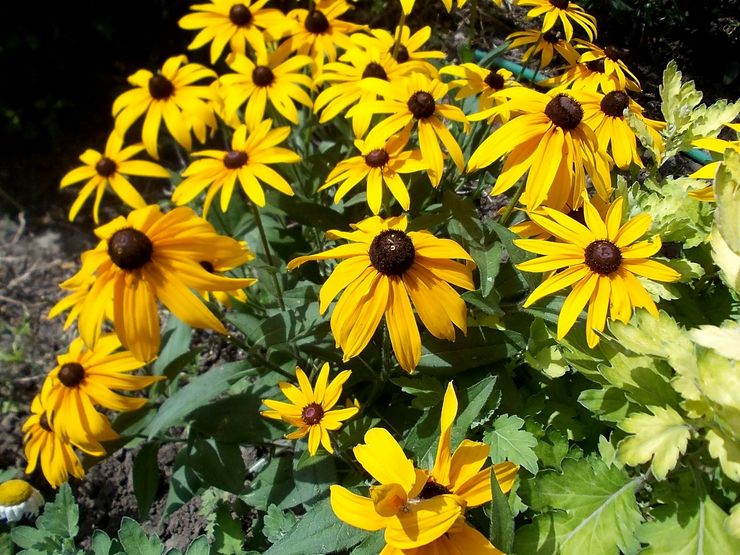 Greffe de Rudbeckia