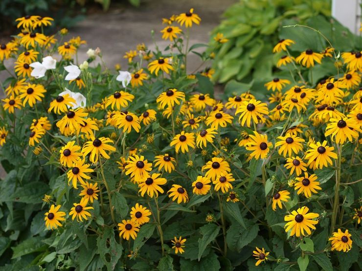 Soins Rudbeckia