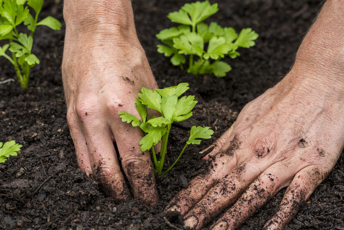 Se préparer à planter du céleri