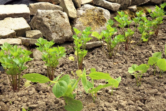 Planter des plants de céleri dans des lits ouverts