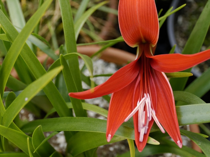 Sprekelia - soins à domicile. Culture, transplantation et reproduction de Sprekelia. Description. Une photo