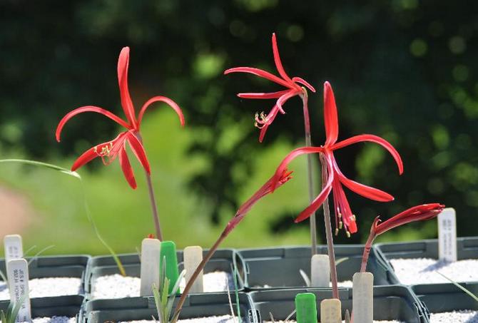 Reproduction de sprekelia