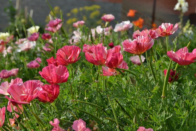 Fleurs annuelles de taille moyenne