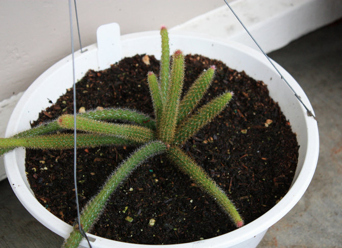 De mars à la mi-été, aporocactus est nourri avec des engrais pour cactus