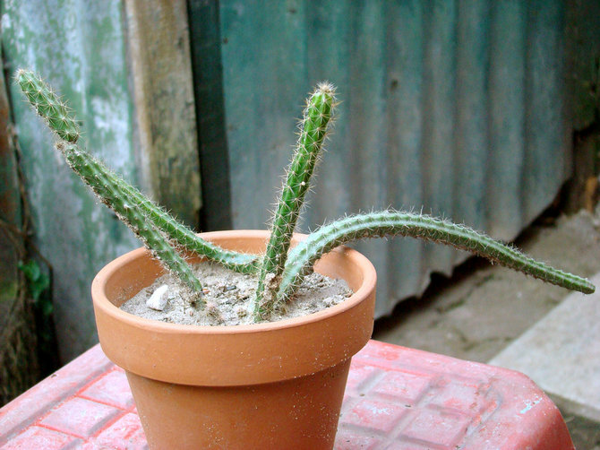 Reproduction d'aporocactus