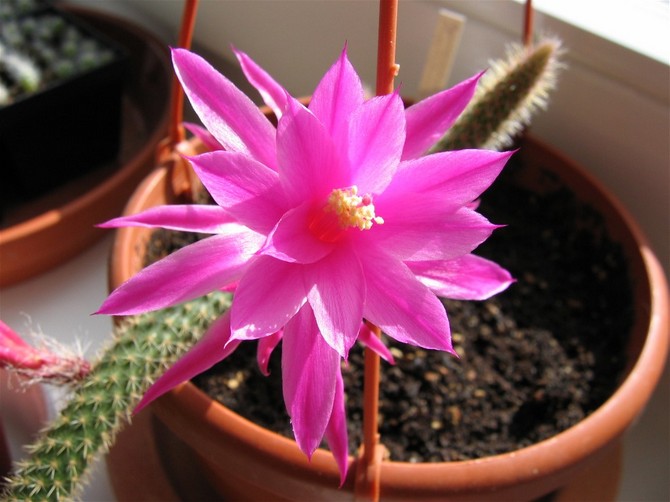 Soins à domicile pour aporocactus