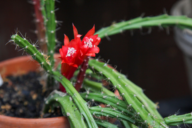 Types populaires d'aporocactus