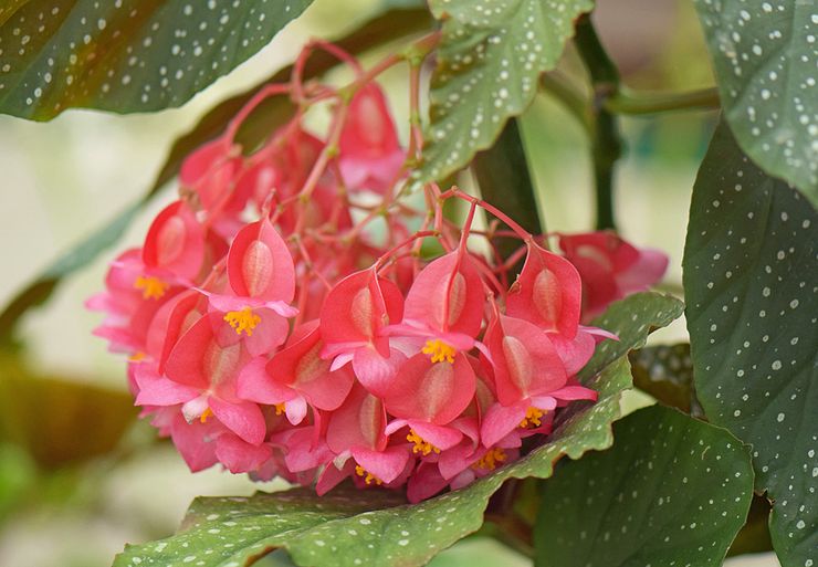 Bégonia de corail