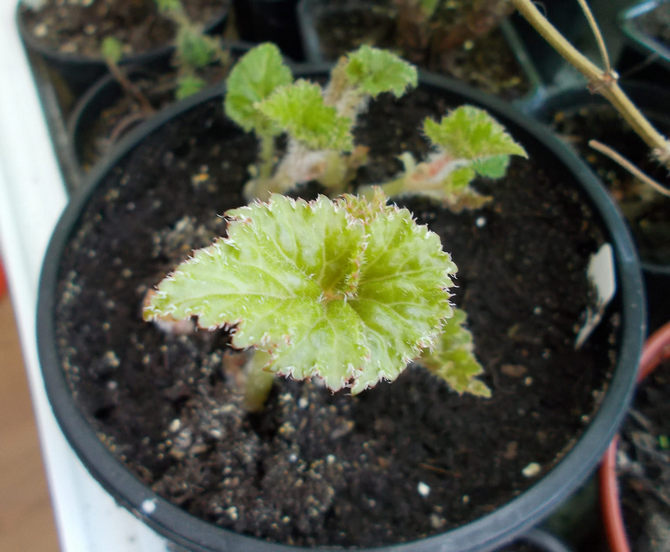 Au moins trois feuilles doivent rester sur une tige de bégonia coupée.