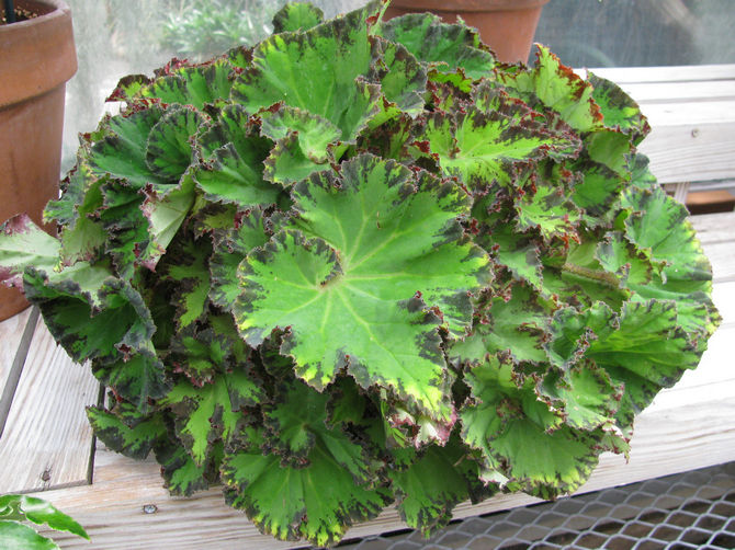 Les bégonias tubéreux sont plantés dans le sol au début du printemps.