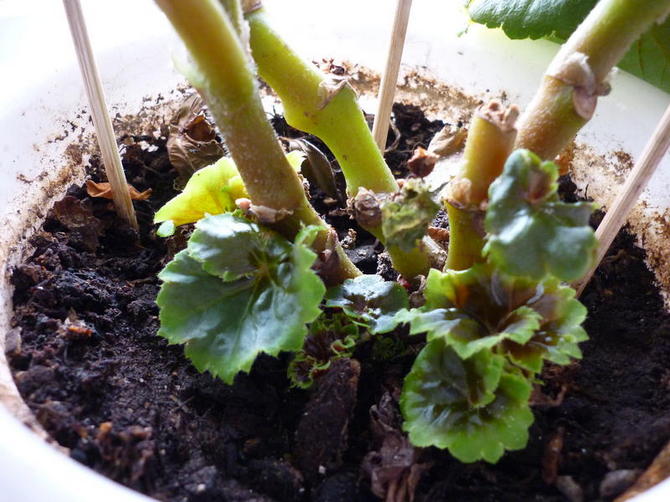 La fertilisation complexe doit être appliquée deux fois par mois, à partir de la période de bourgeonnement du bégonia