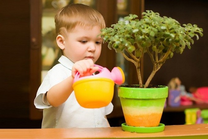 Plantes sans danger pour les enfants et les animaux