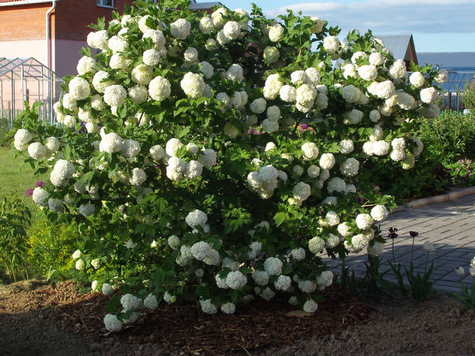 Caractéristiques de viburnum Buldenezh