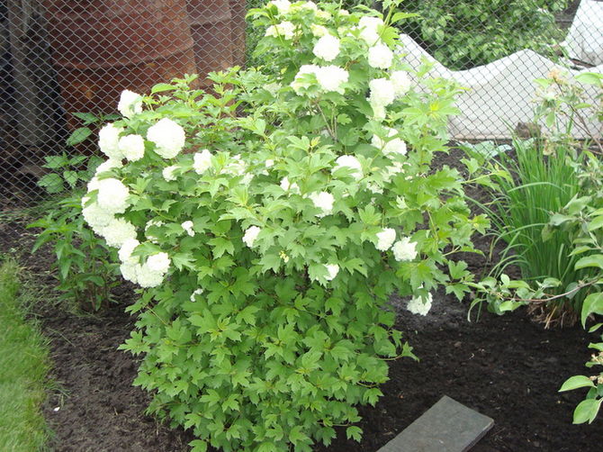 Soins Viburnum Buldenezh