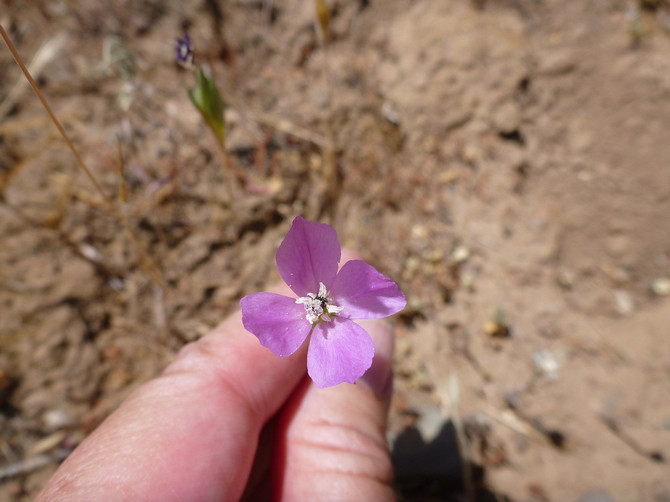 Clarkia après la floraison