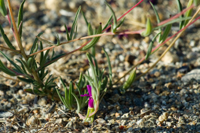 Plantation de Clarkyria en pleine terre