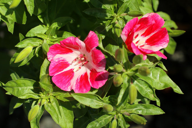 Entretien des plantes d'extérieur Clarkia