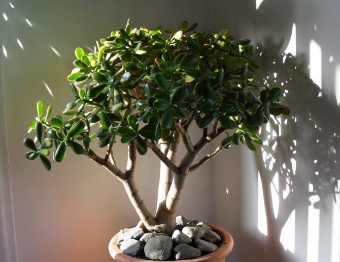 Arbre d'argent ou crassula