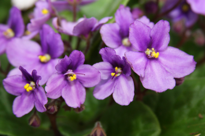 Violette africaine