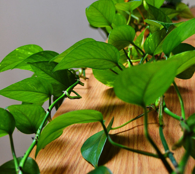 Une plante grimpante qui ne tolère pas la lumière directe du soleil et qui se brûle facilement