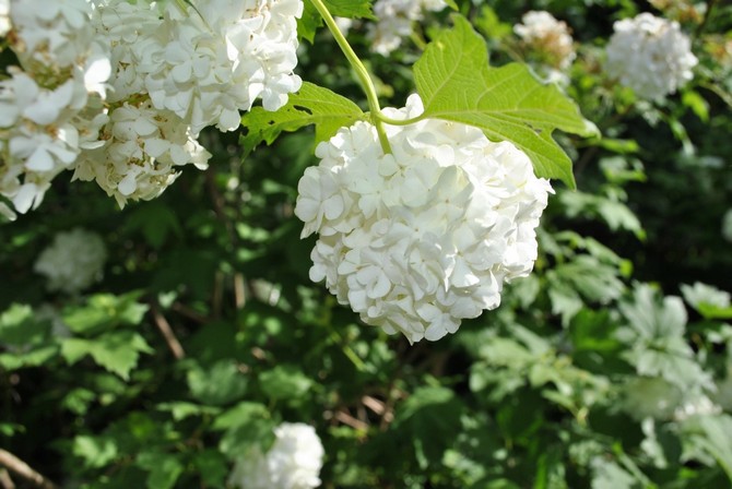 Kalina Buldenezh - plantation et culture. Reproduction et entretien de la viorne décorative Buldenezh