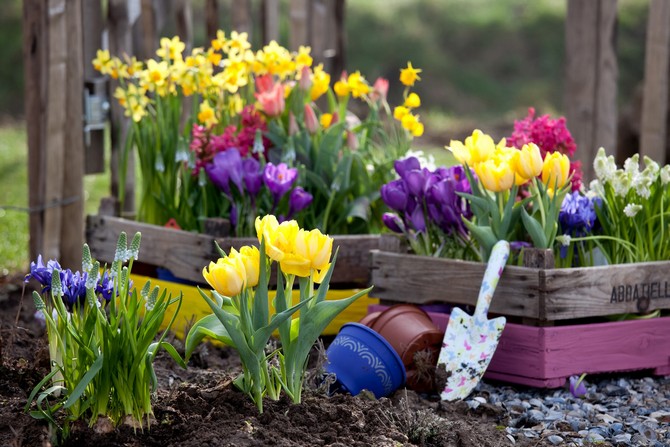 Planter des fleurs bulbeuses en automne