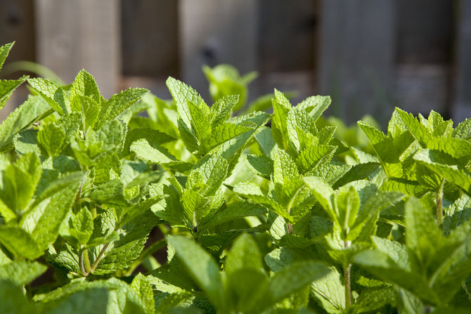 Propriétés utiles de la menthe