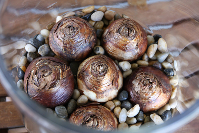 Règles de base pour forcer les bulbes de jonquille